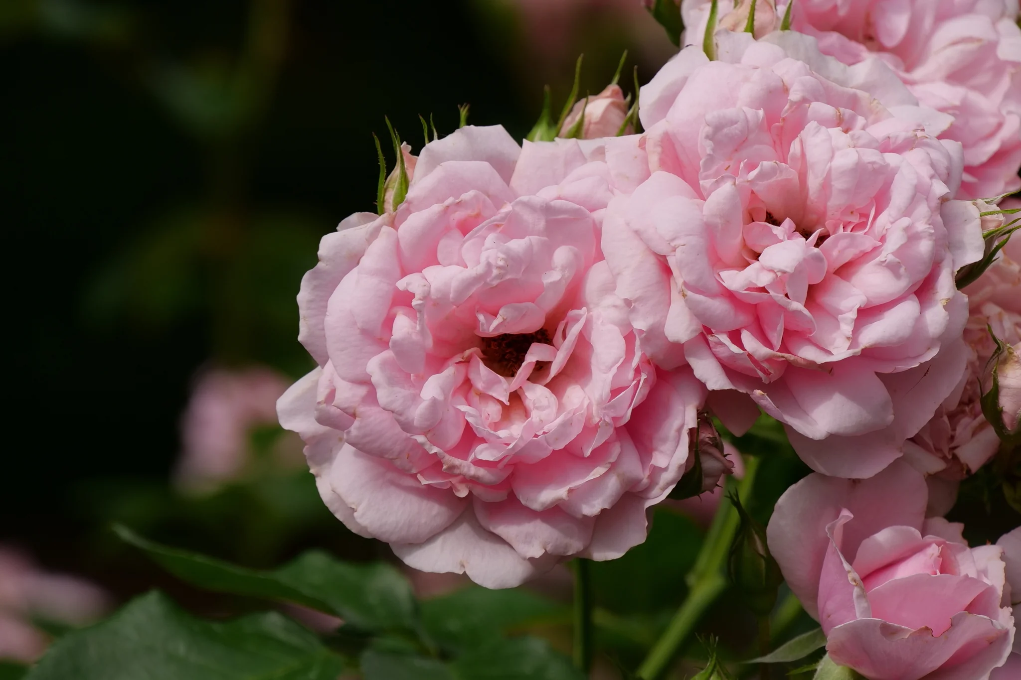 Reminiscent® Pink Rose - Image 4