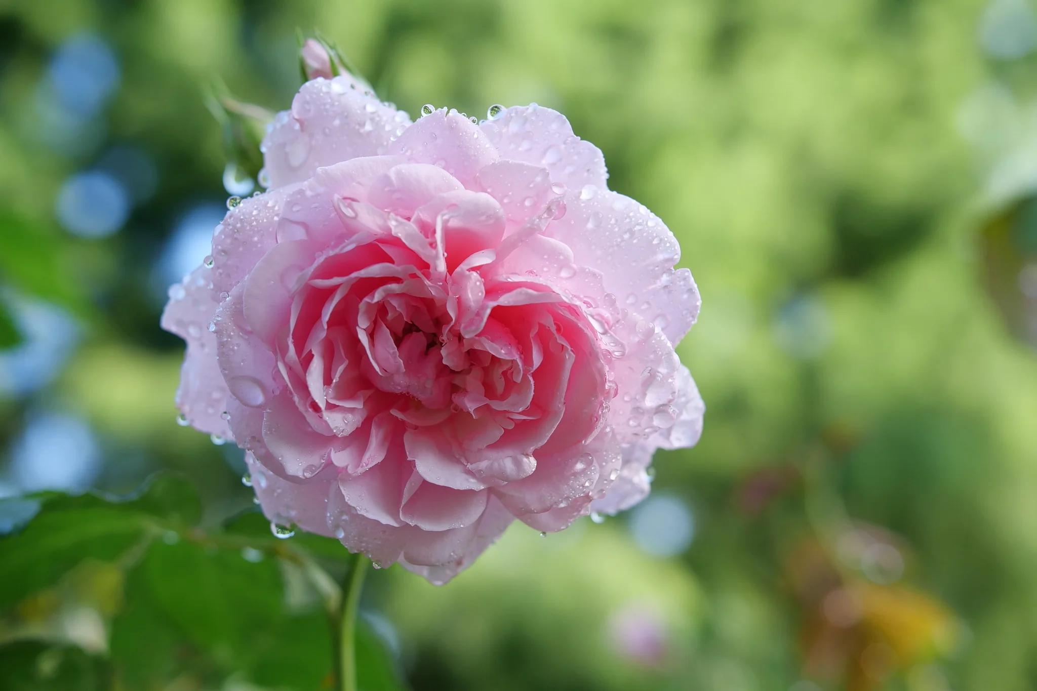 Reminiscent® Pink Rose - Image 5