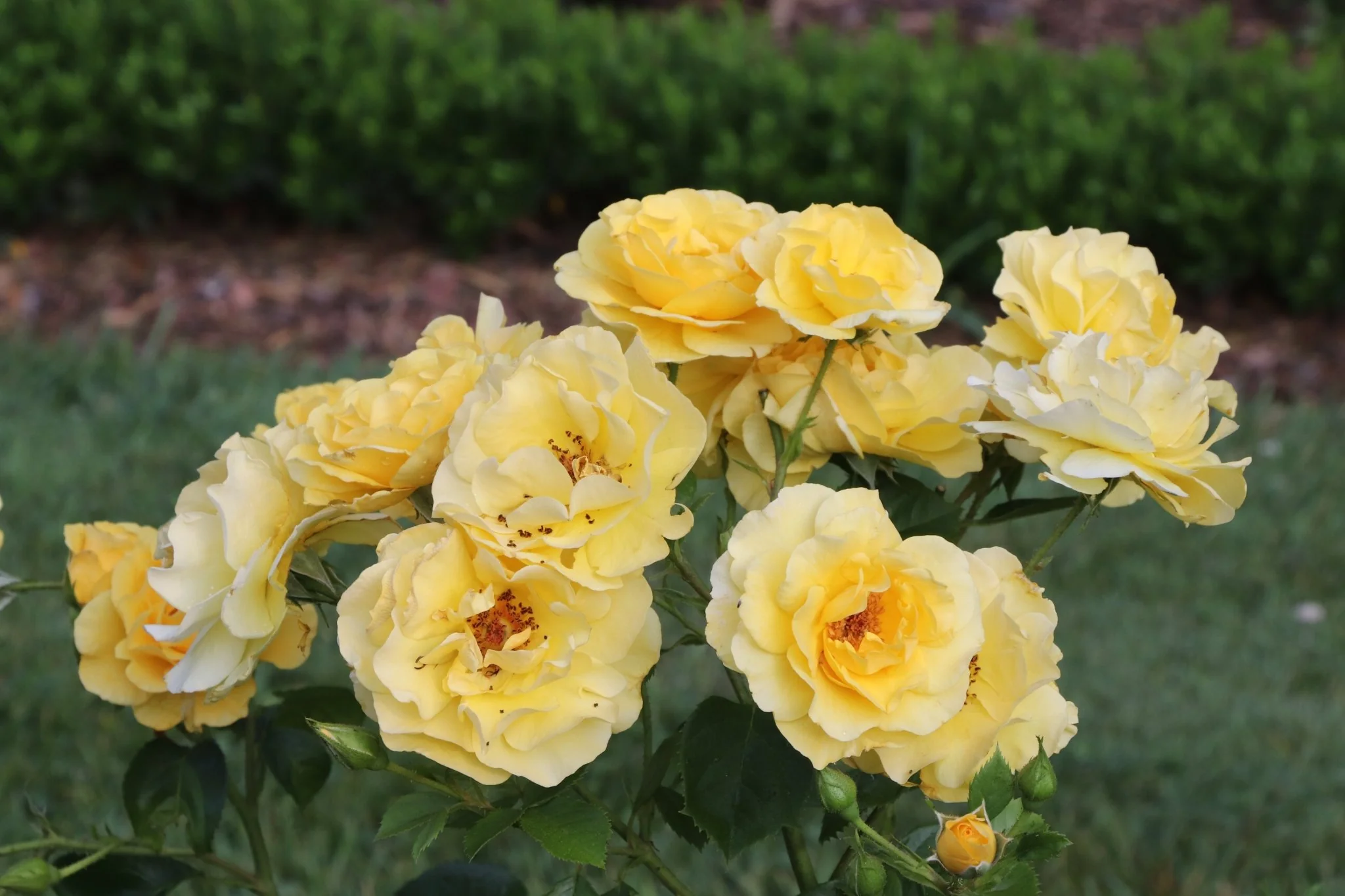 Reminiscent® Yellow Rose