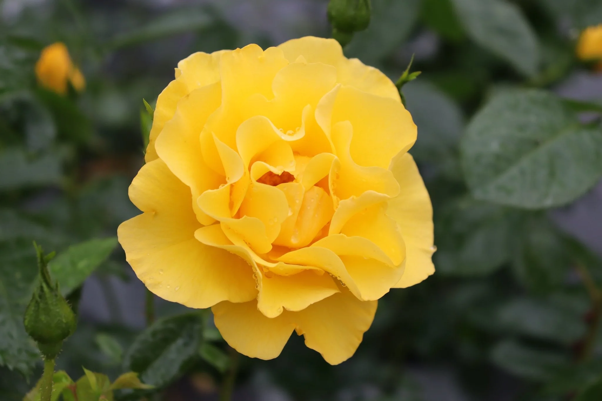 Reminiscent® Yellow Rose - Image 2