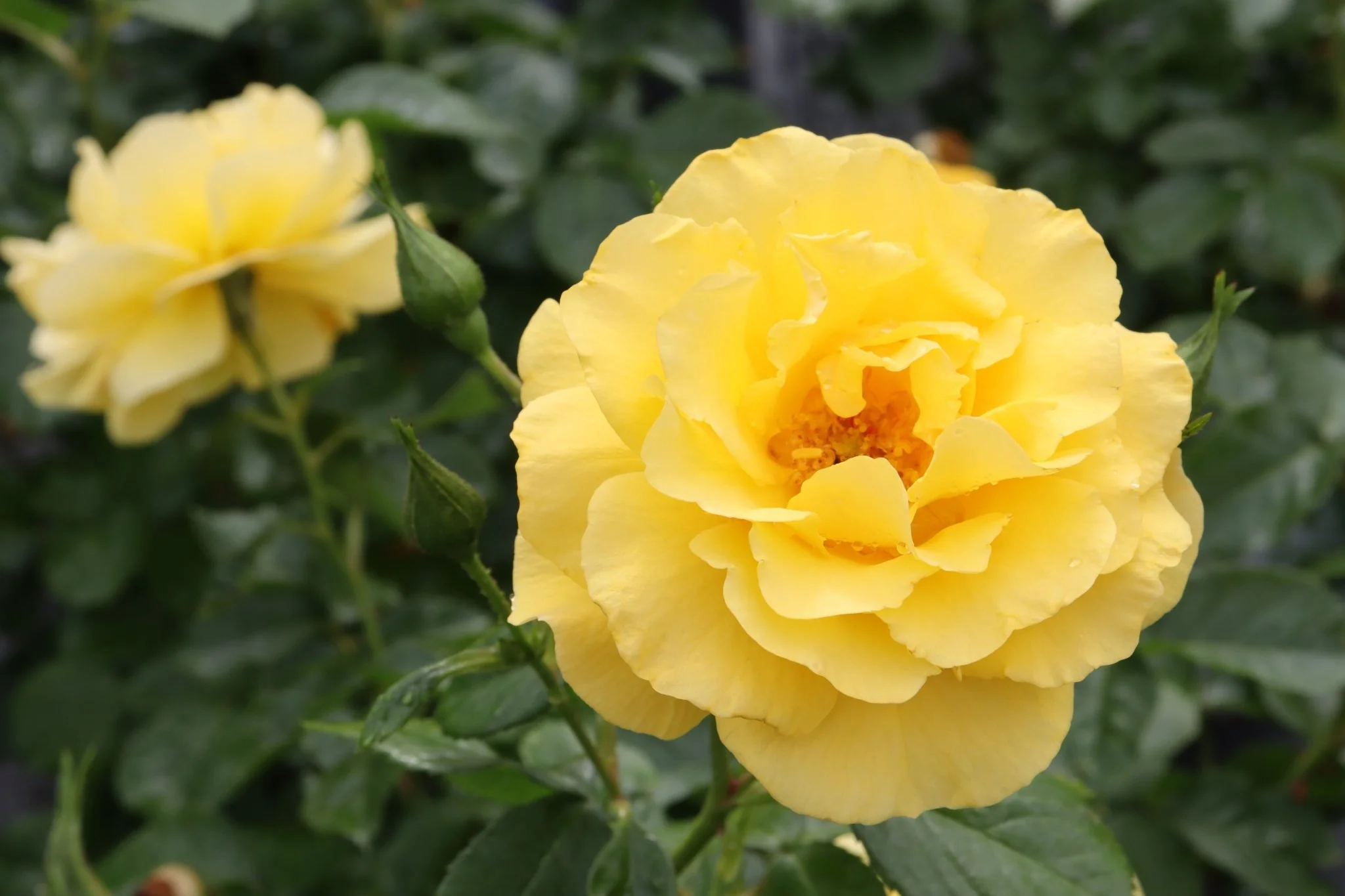 Reminiscent® Yellow Rose - Image 3