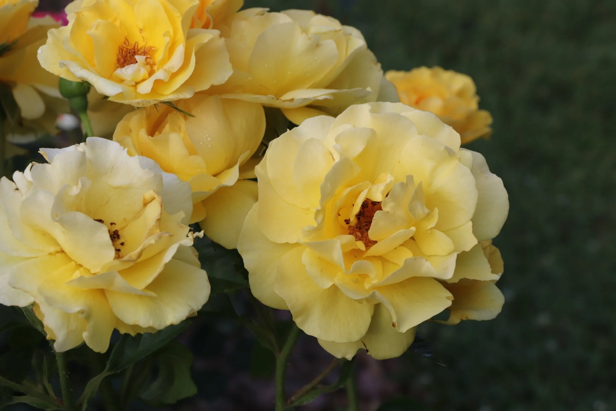 Reminiscent® Yellow Rose - Image 4