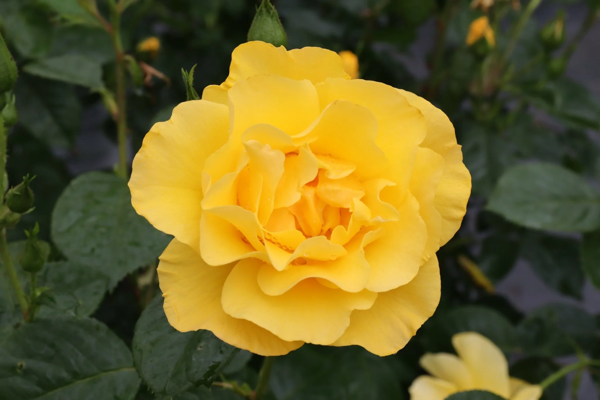 Reminiscent® Yellow Rose - Image 5