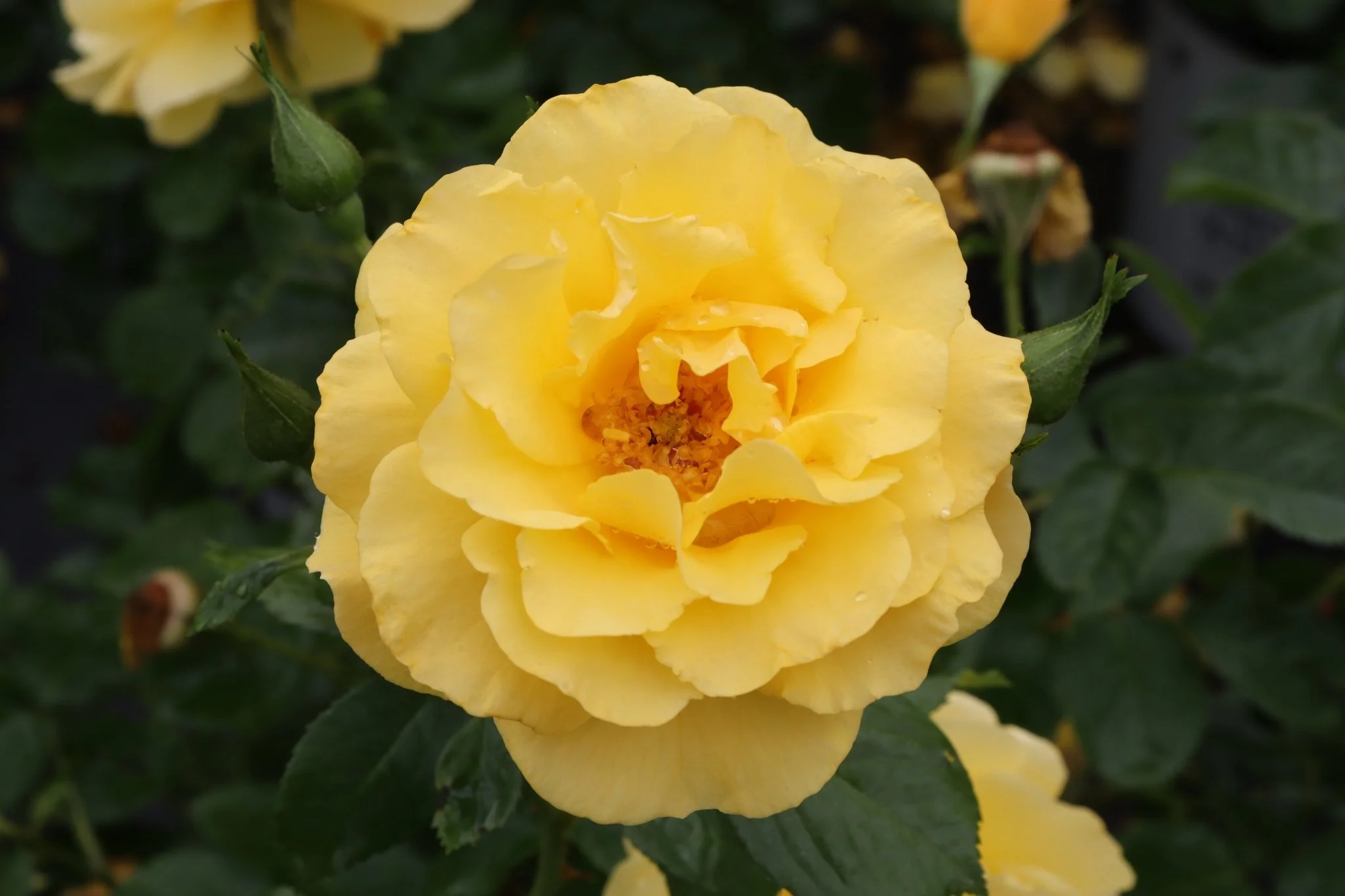 Reminiscent® Yellow Rose - Image 6