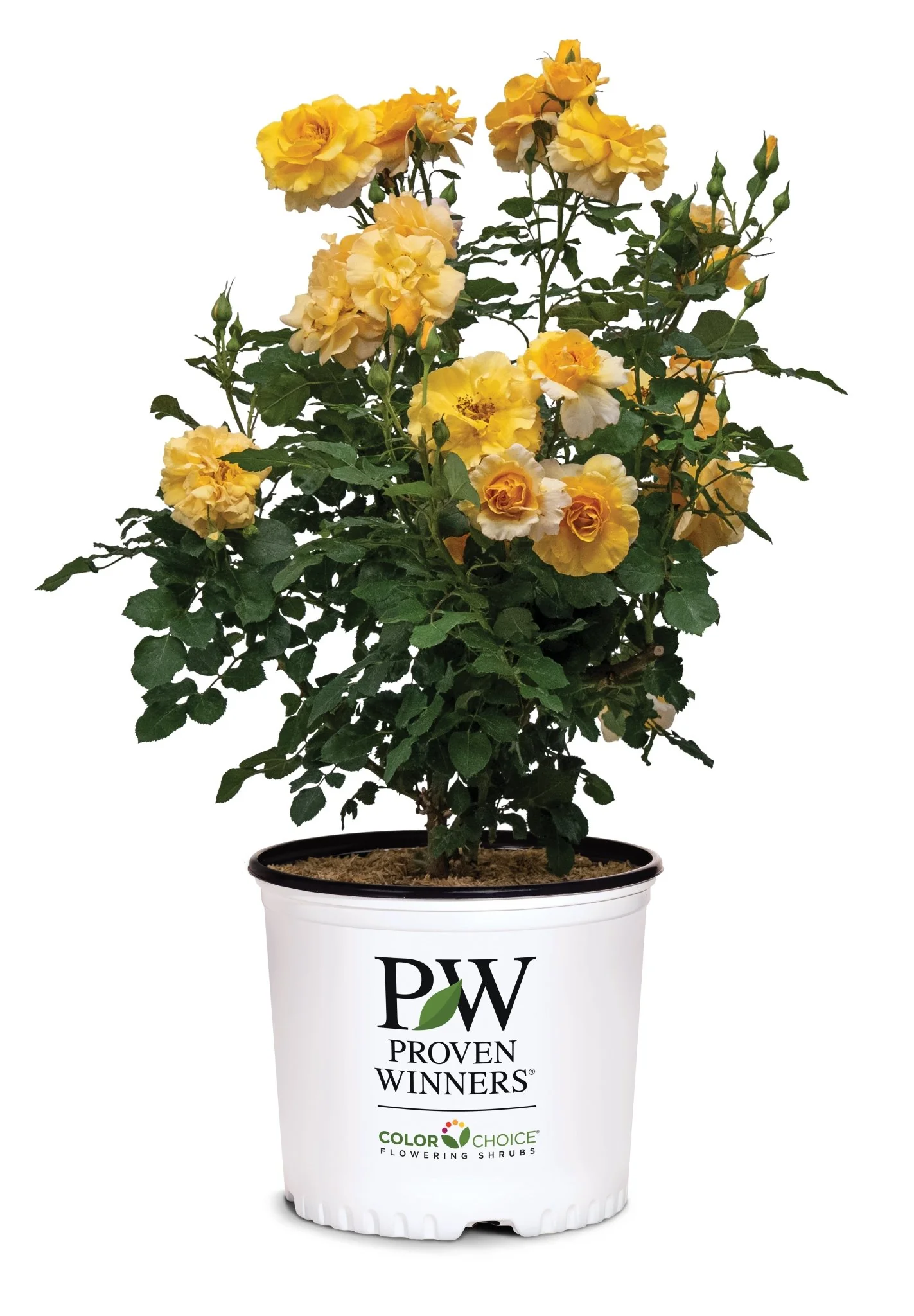 Rise Up® Amberness Climbing Rose
