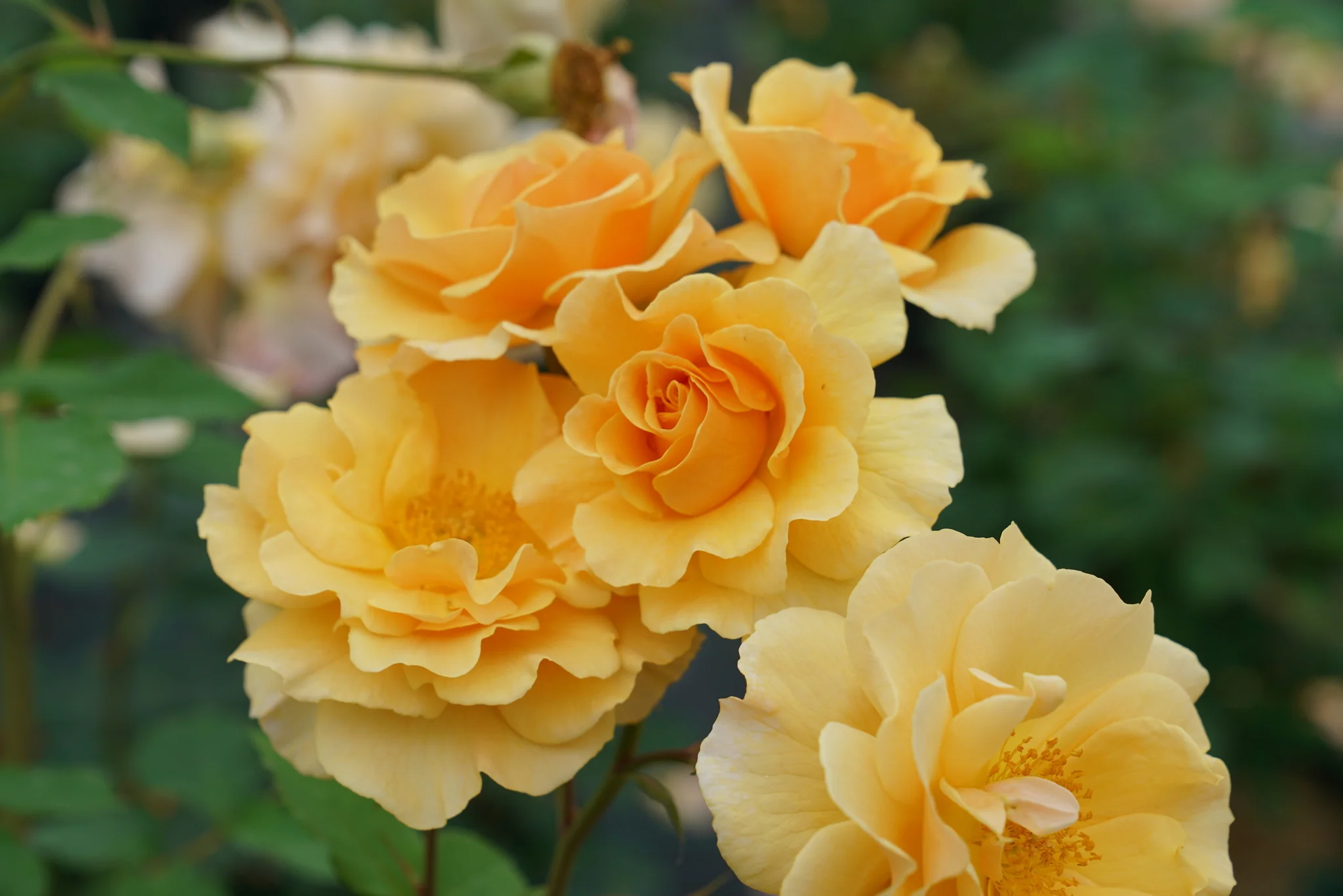 Rise Up® Amberness Climbing Rose - Image 2
