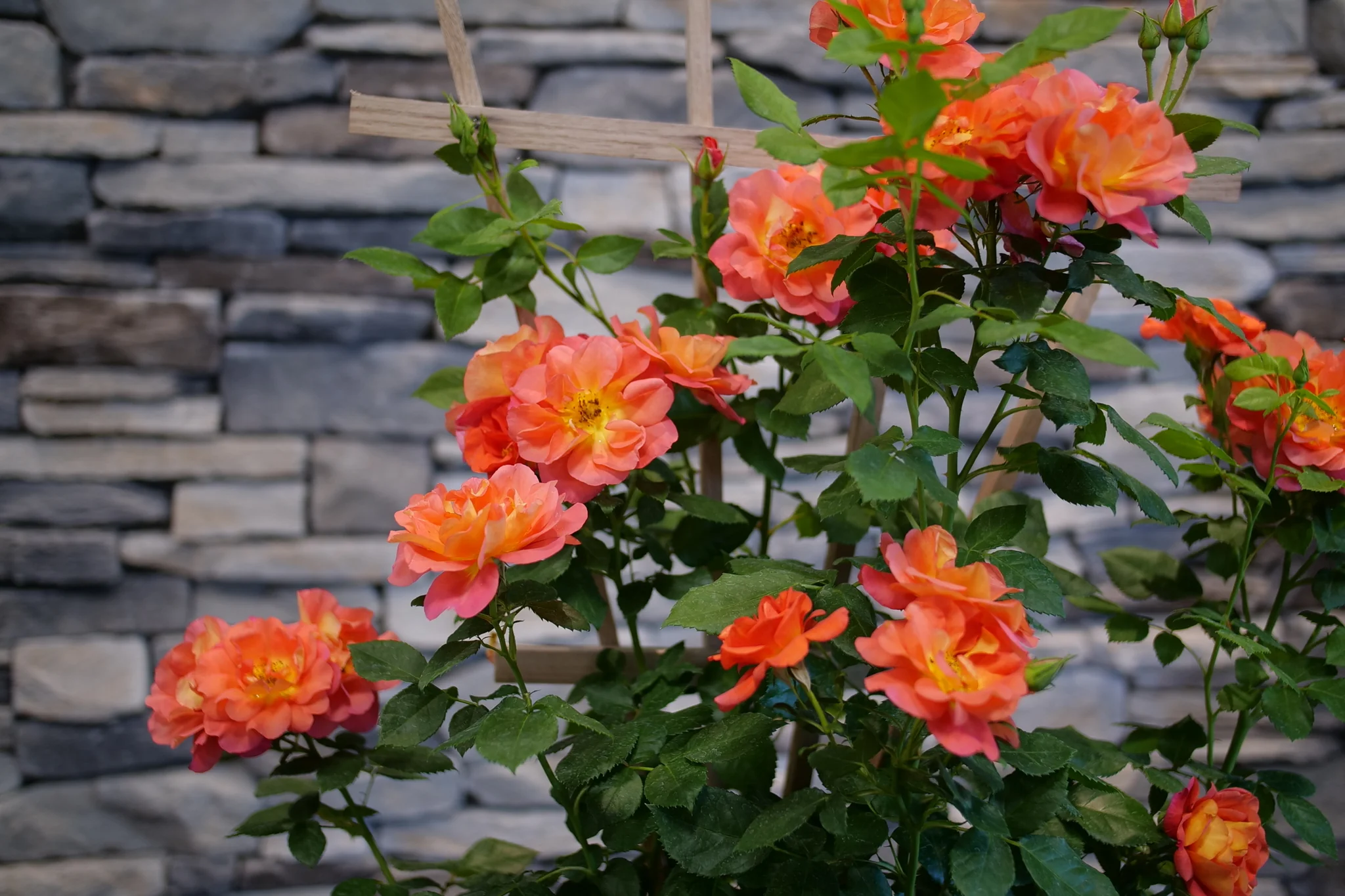 Rise Up® Emberays Climbing Rose