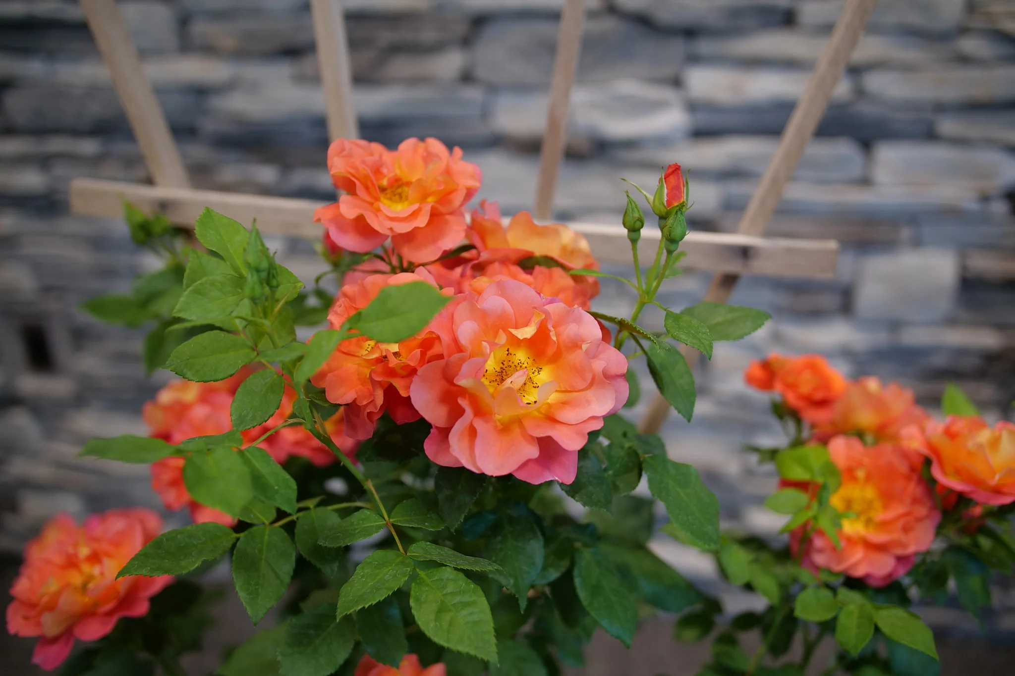Rise Up® Emberays Climbing Rose - Image 2