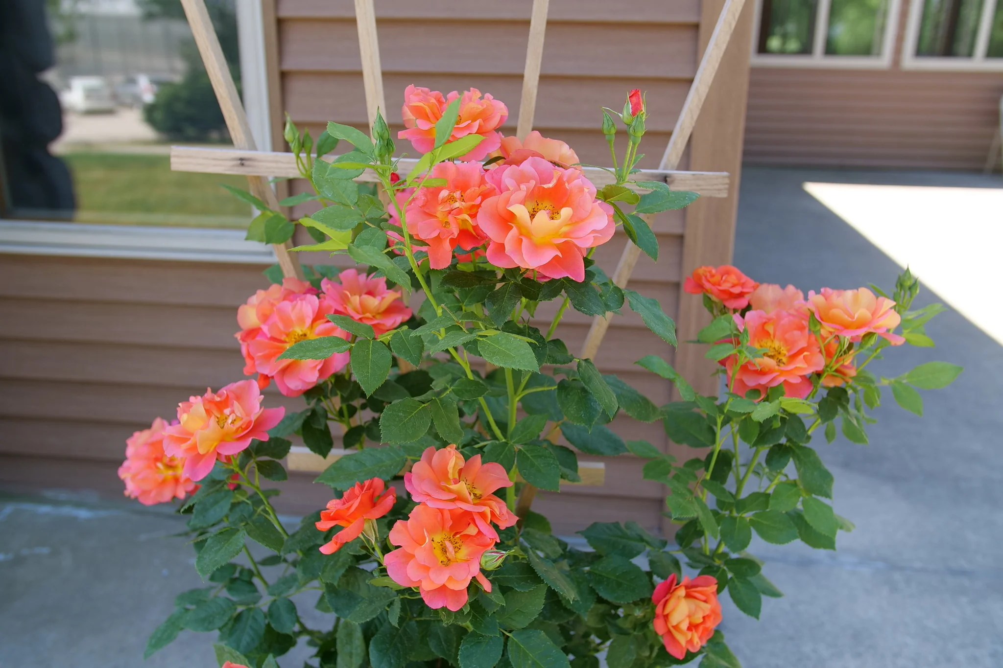 Rise Up® Emberays Climbing Rose - Image 5