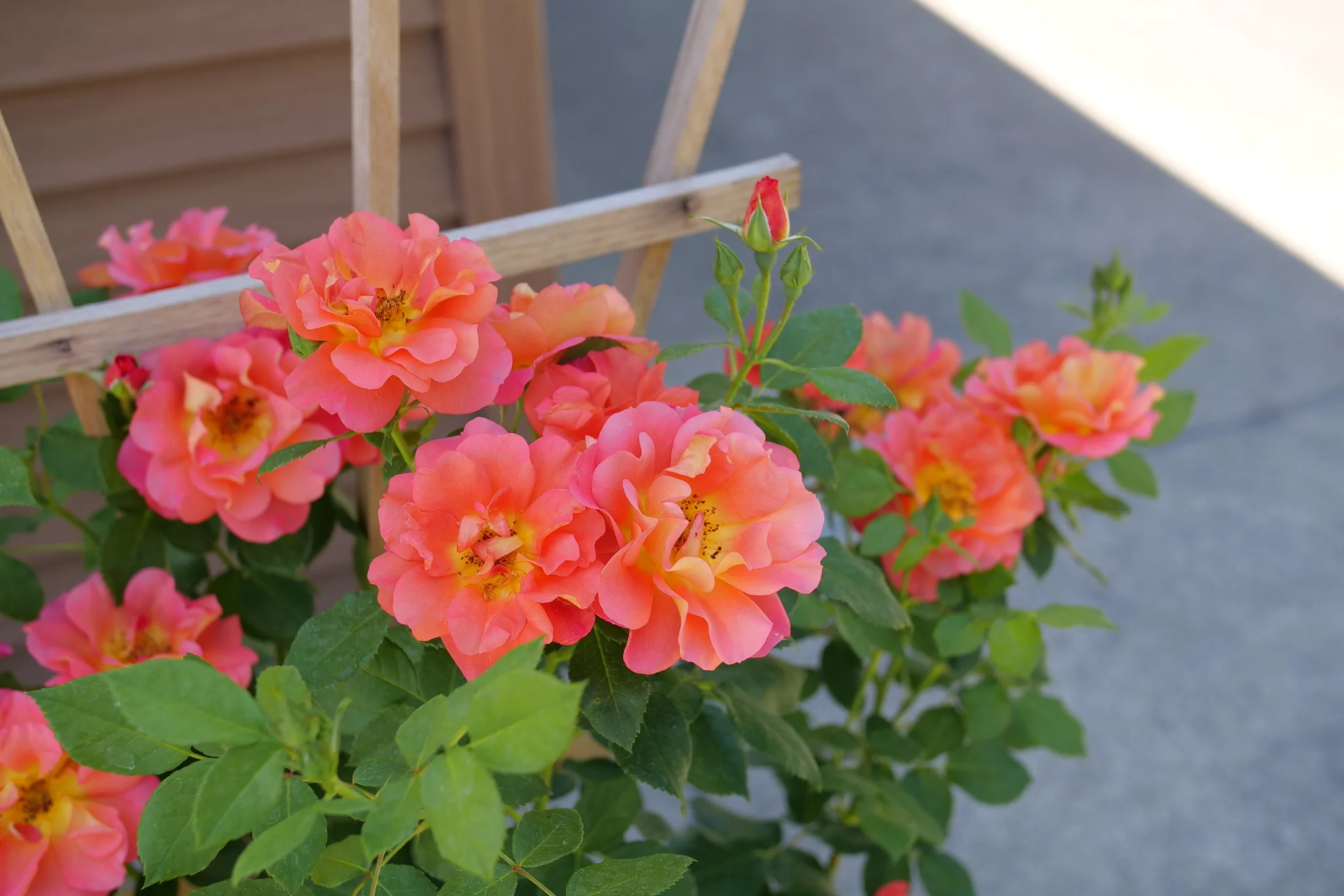 Rise Up® Emberays Climbing Rose - Image 6