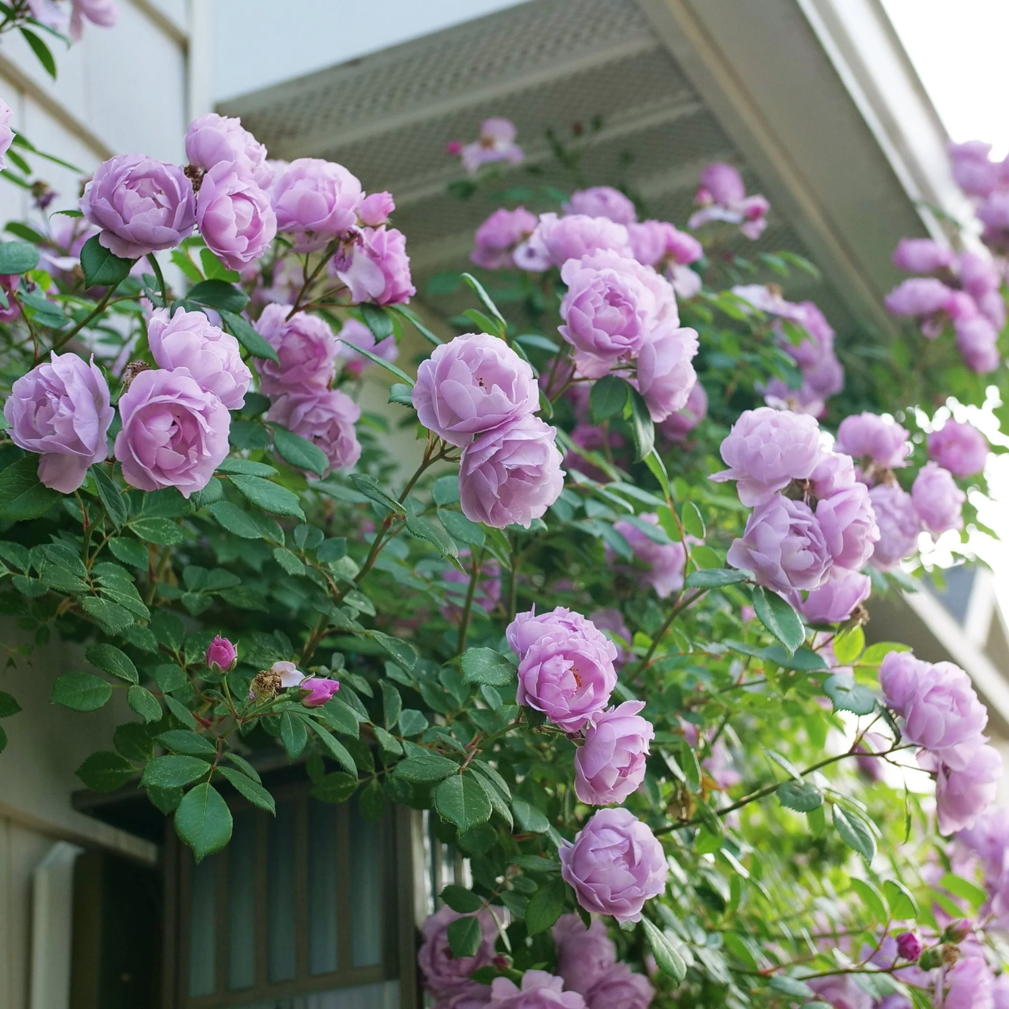 Rise Up® Lilac Days Climbing Rose
