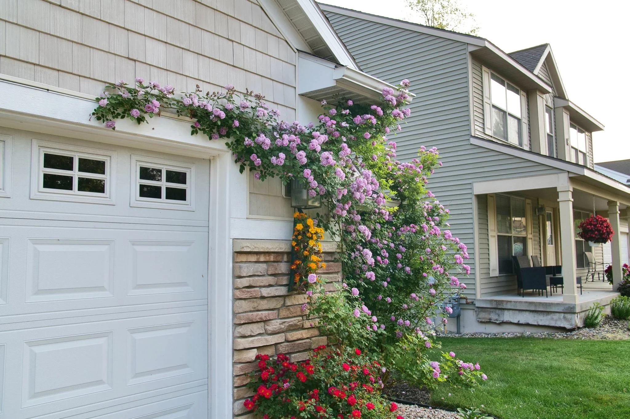 Rise Up® Lilac Days Climbing Rose - Image 2