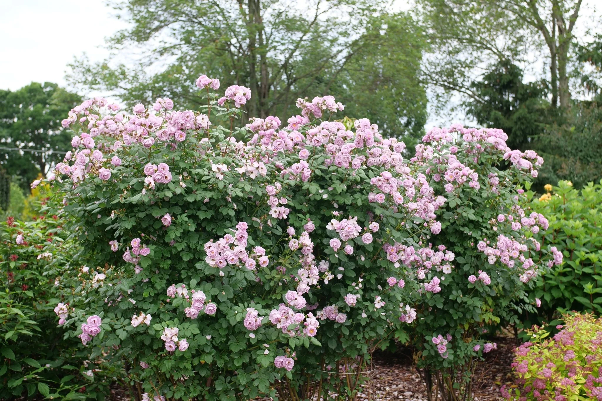 Rise Up® Lilac Days Climbing Rose - Image 3