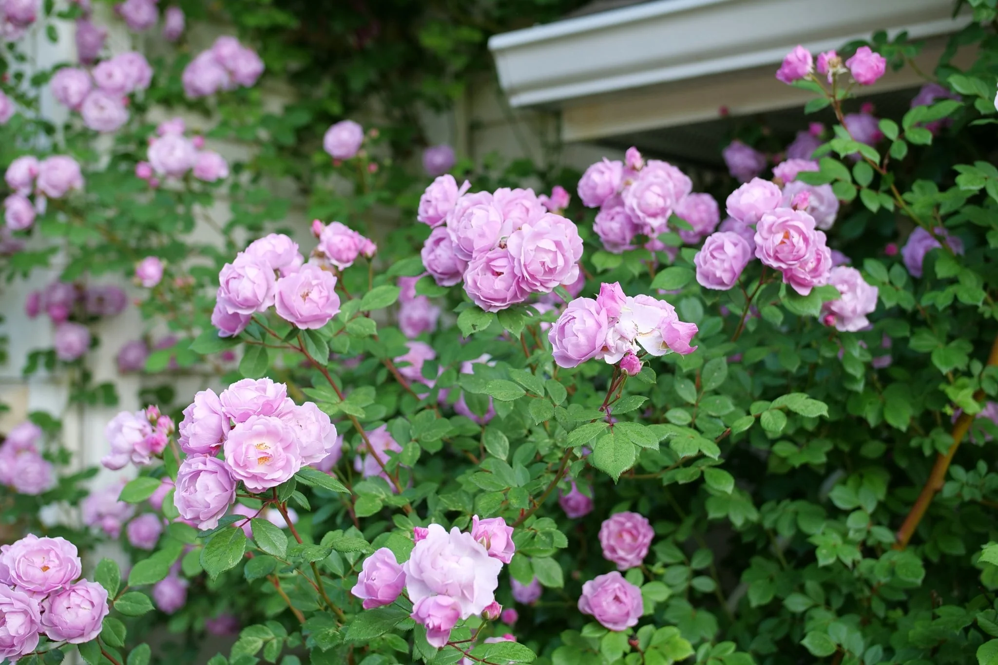 Rise Up® Lilac Days Climbing Rose - Image 4