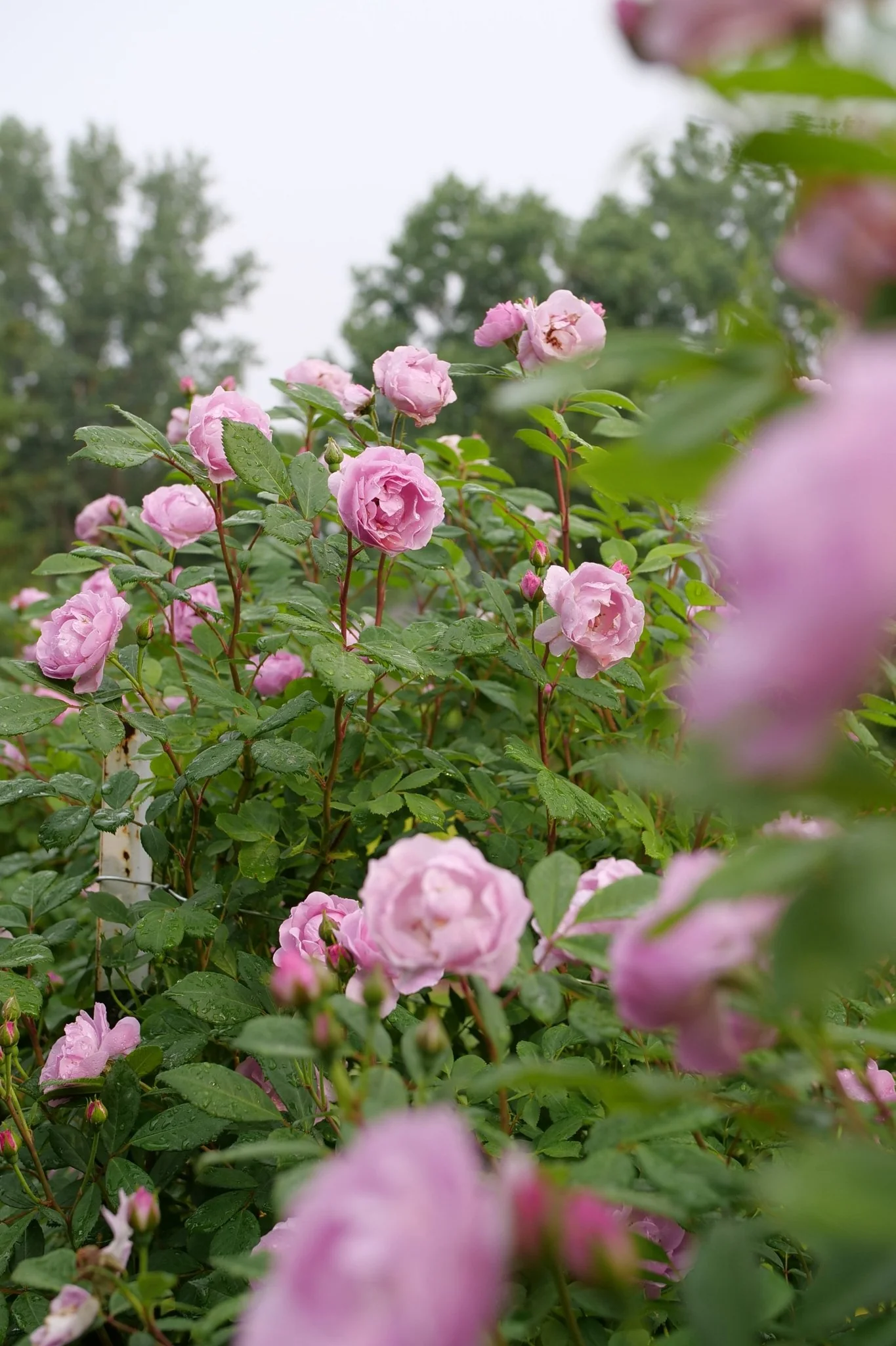 Rise Up® Lilac Days Climbing Rose - Image 5