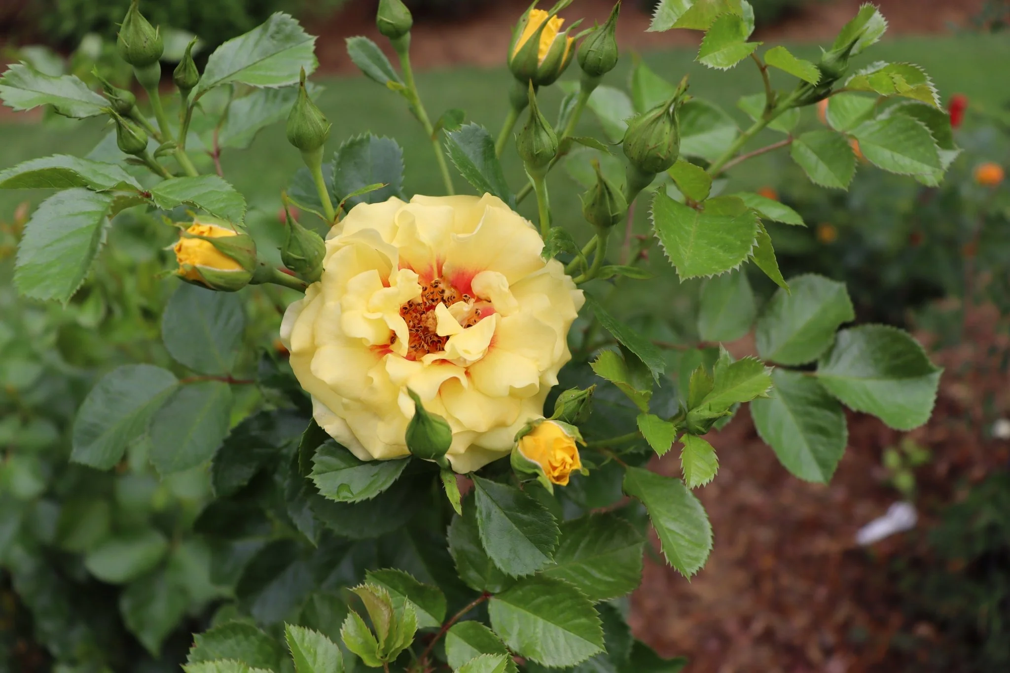 Rise Up® Ringo Climbing Rose