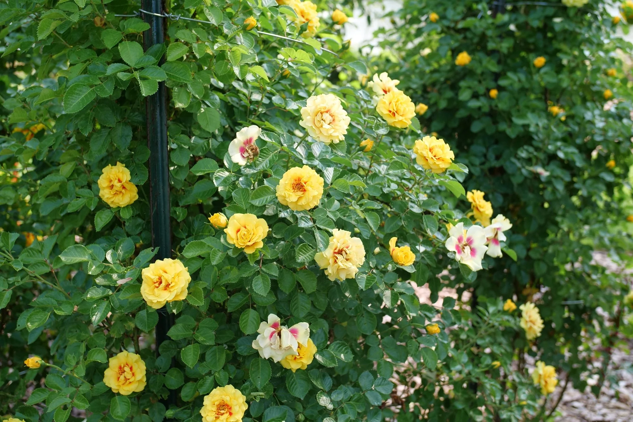 Rise Up® Ringo Climbing Rose - Image 2