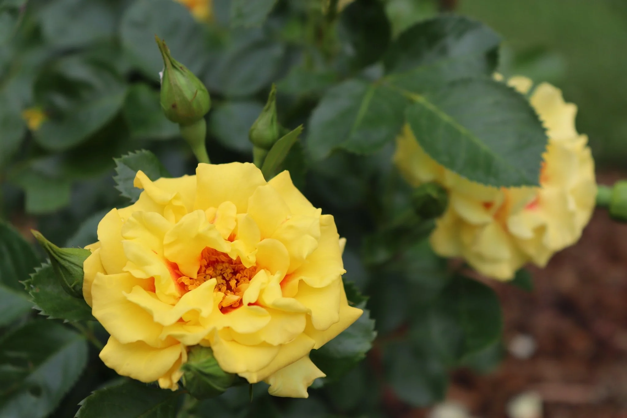 Rise Up® Ringo Climbing Rose - Image 3