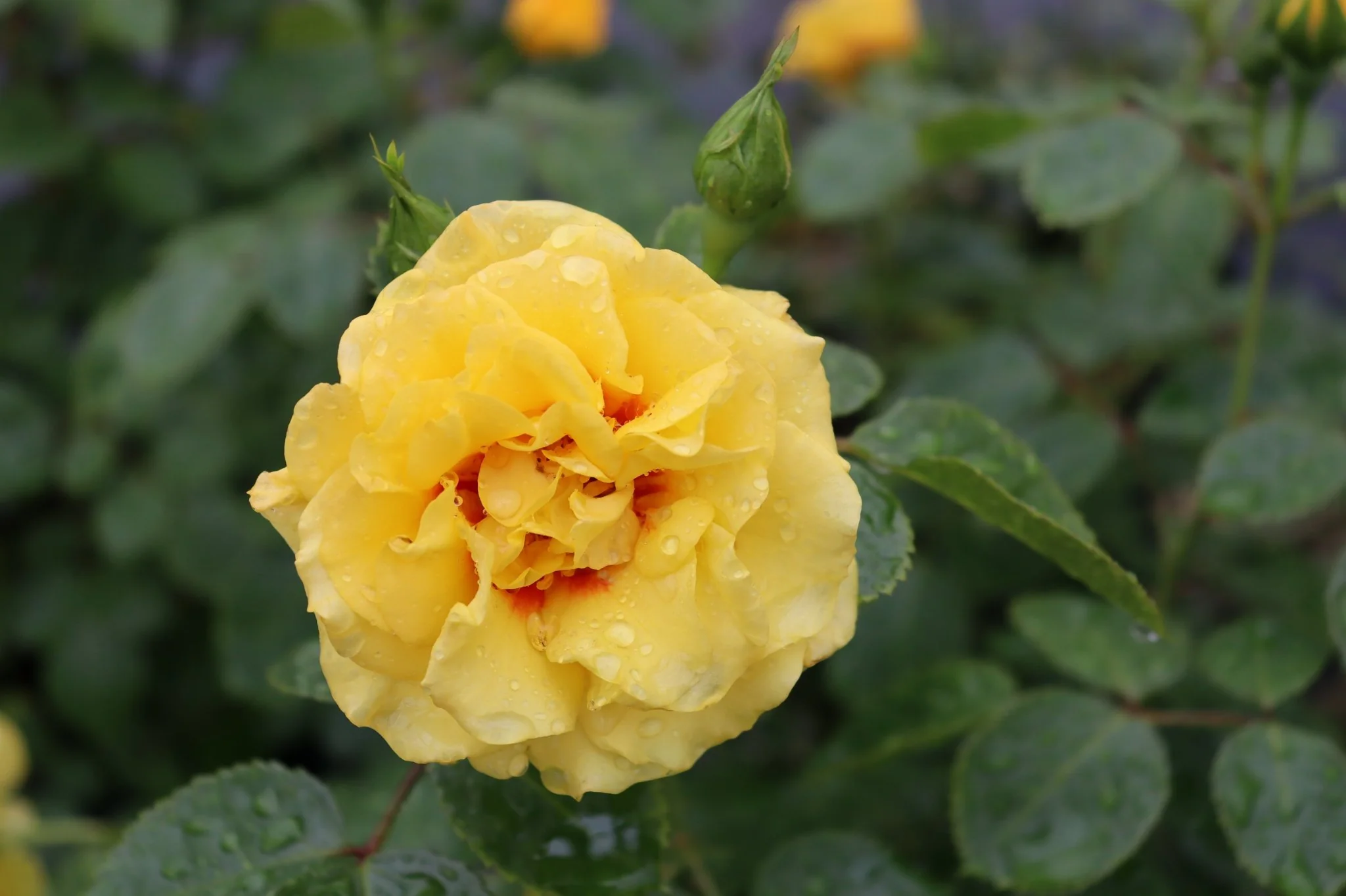 Rise Up® Ringo Climbing Rose - Image 4