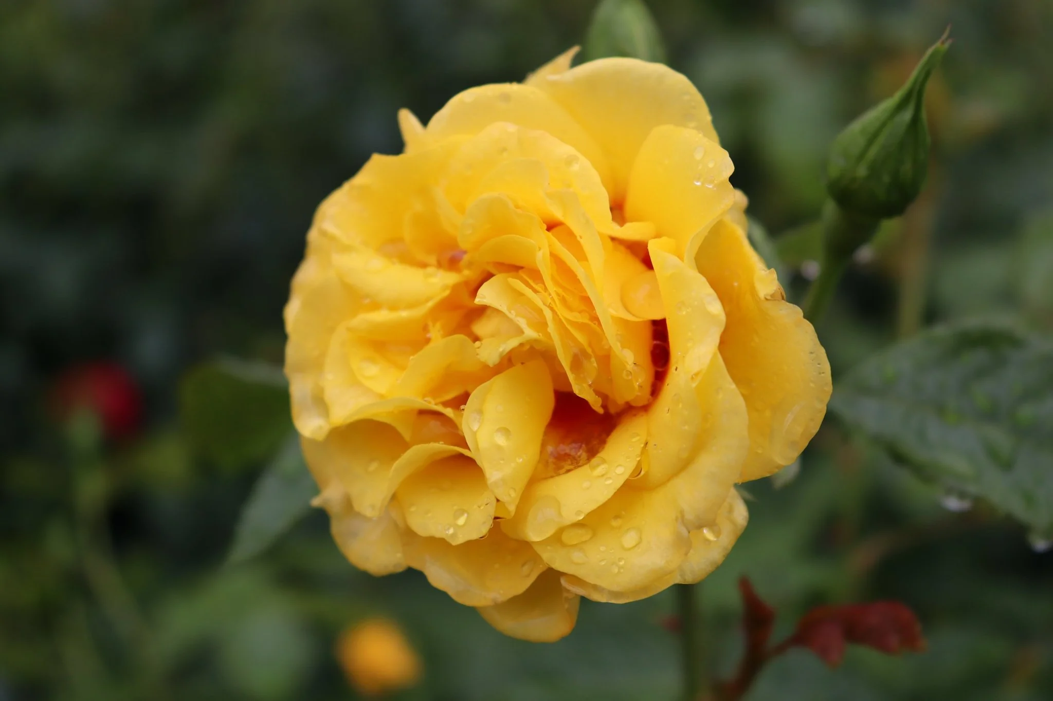 Rise Up® Ringo Climbing Rose - Image 5
