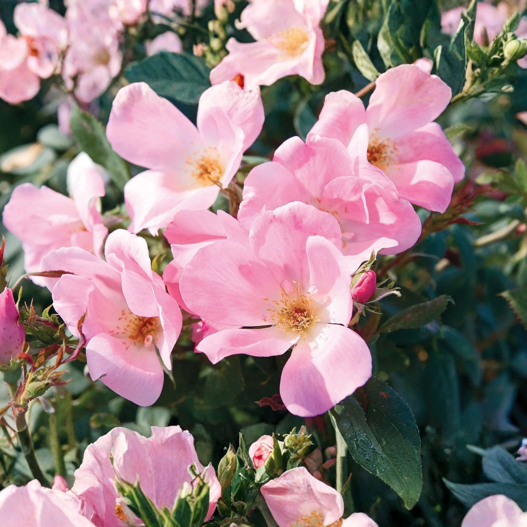 Blushing Knock Out® Shrub Rose