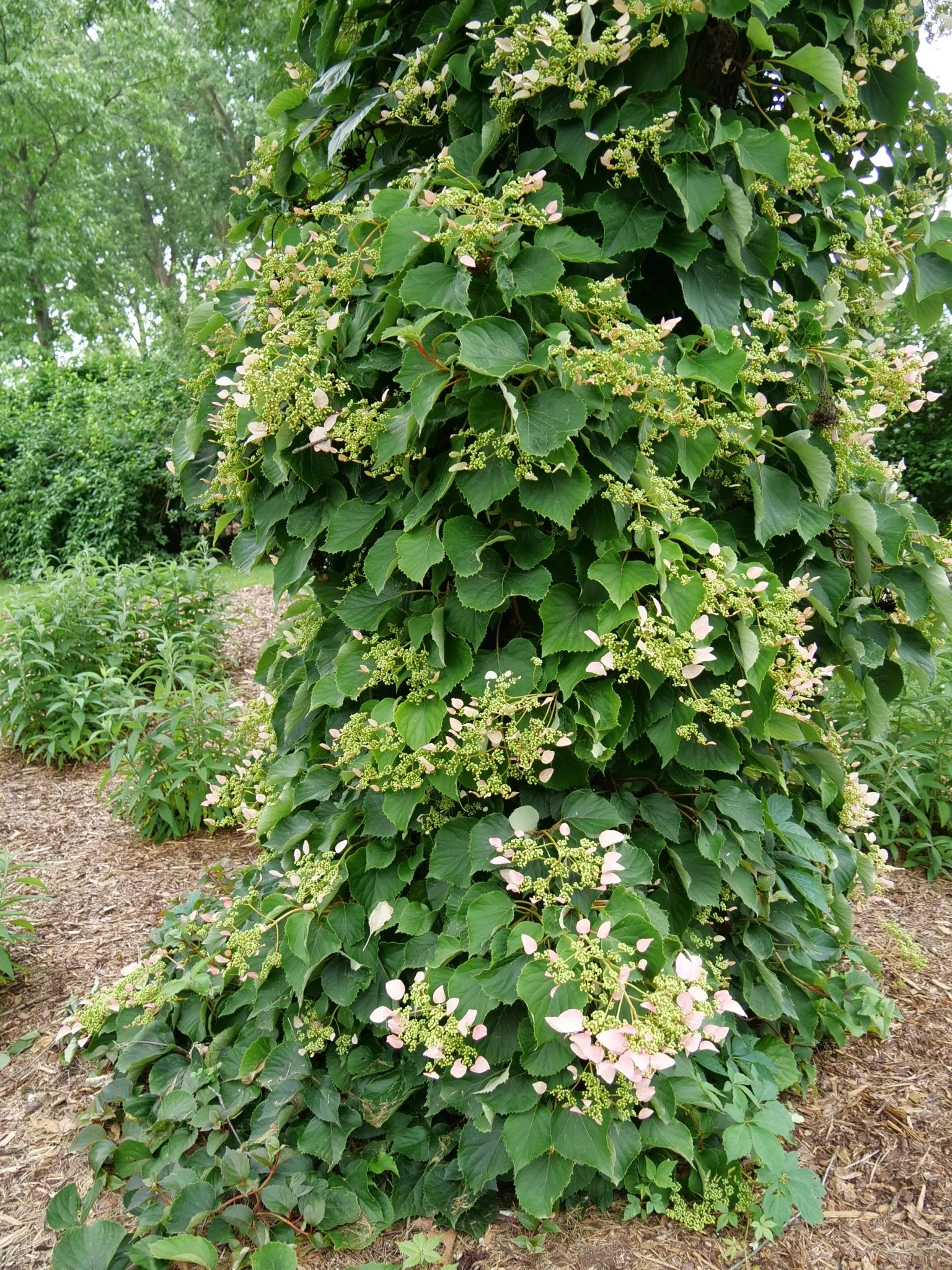 Rose Sensation™ False Hydrangea Vine - Image 2