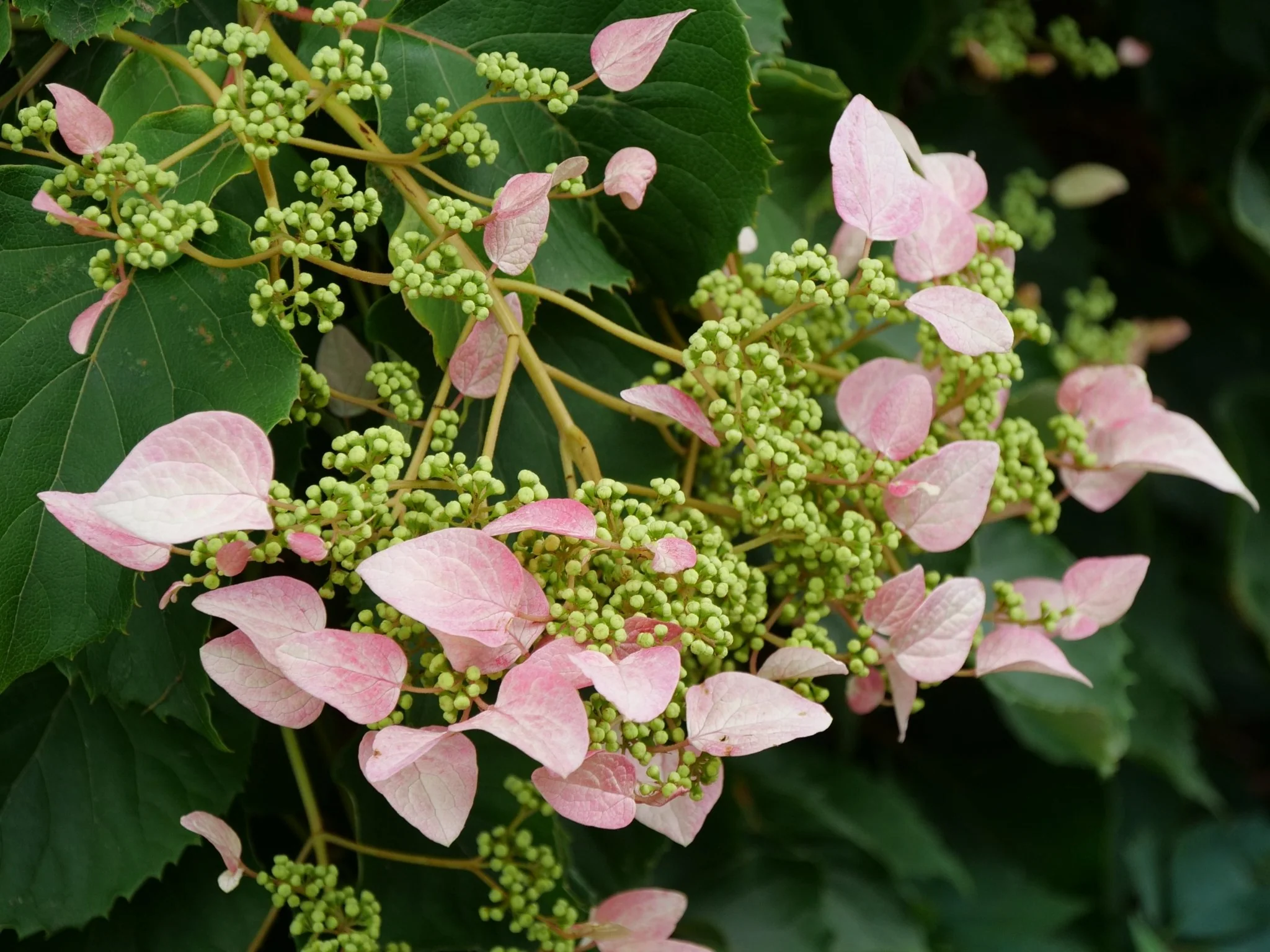 Rose Sensation™ False Hydrangea Vine - Image 7