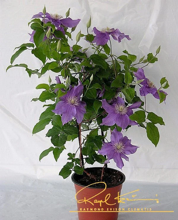 Sacha™ Clematis - Image 2