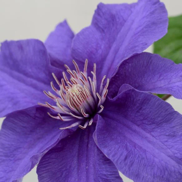 Sacha™ Clematis - Image 3