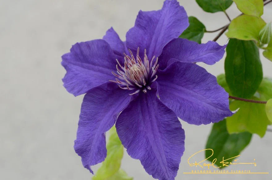 Sacha™ Clematis - Image 4