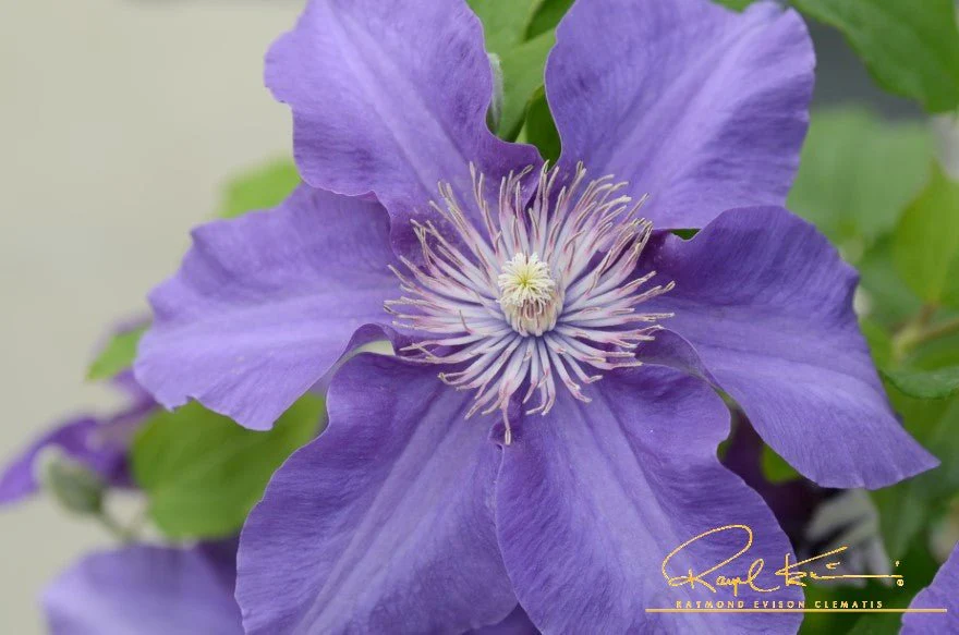Sacha™ Clematis - Image 5