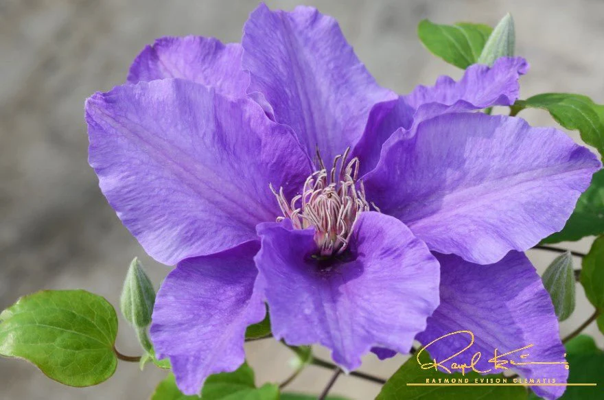Sacha™ Clematis - Image 6