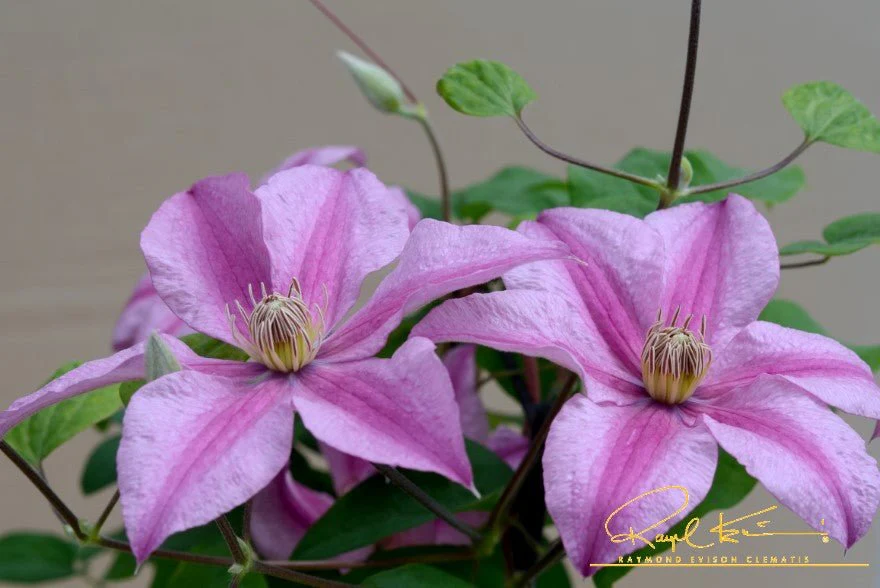 Sally™ Clematis - Image 10