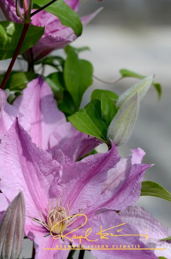 Sally™ Clematis - Image 2