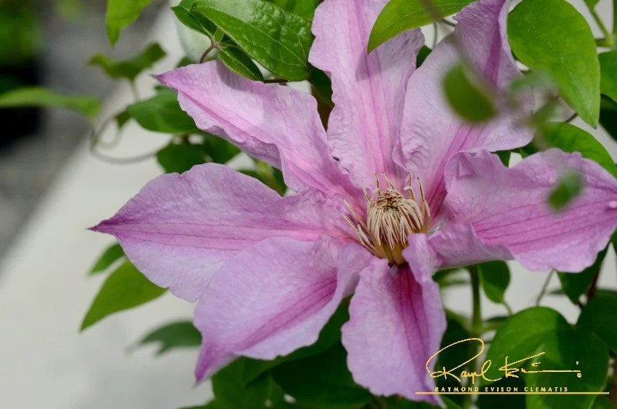 Sally™ Clematis - Image 3