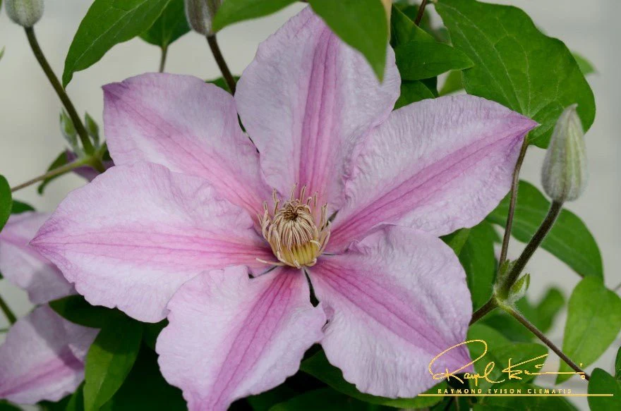 Sally™ Clematis - Image 4