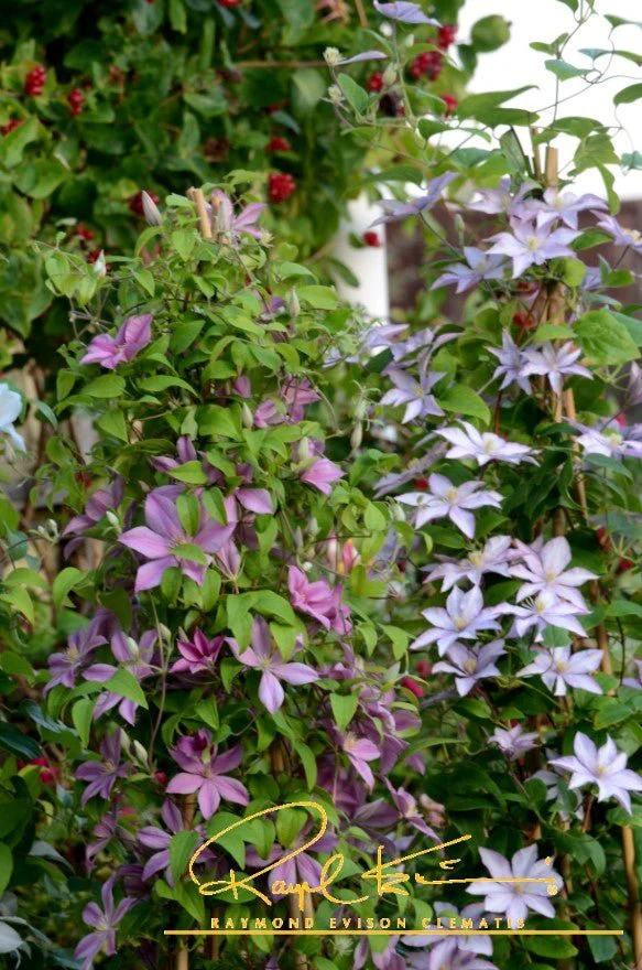 Sally™ Clematis - Image 5