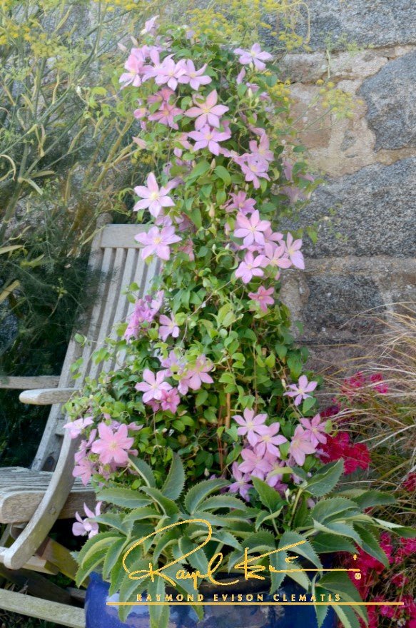 Sally™ Clematis - Image 6