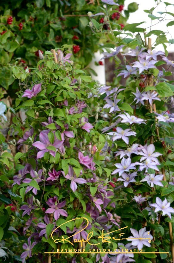 Sally™ Clematis - Image 7