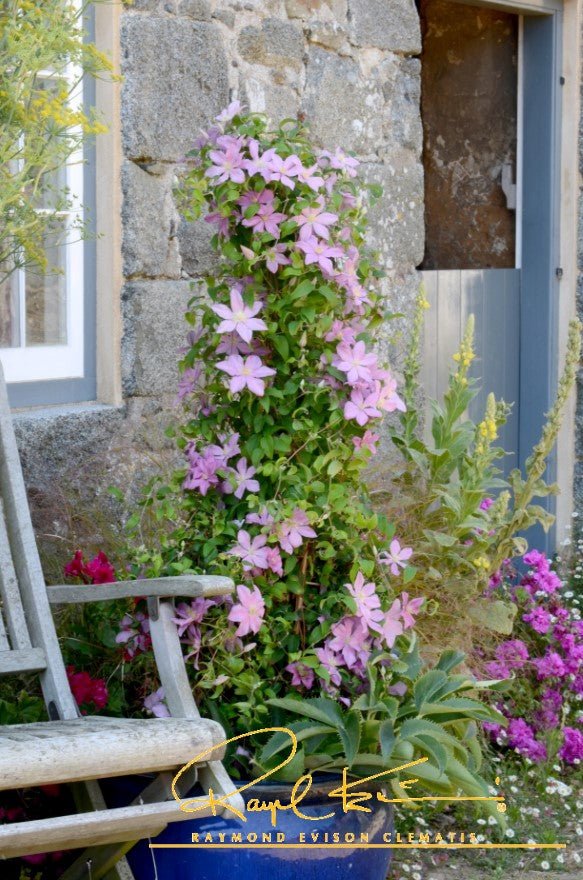 Sally™ Clematis - Image 8