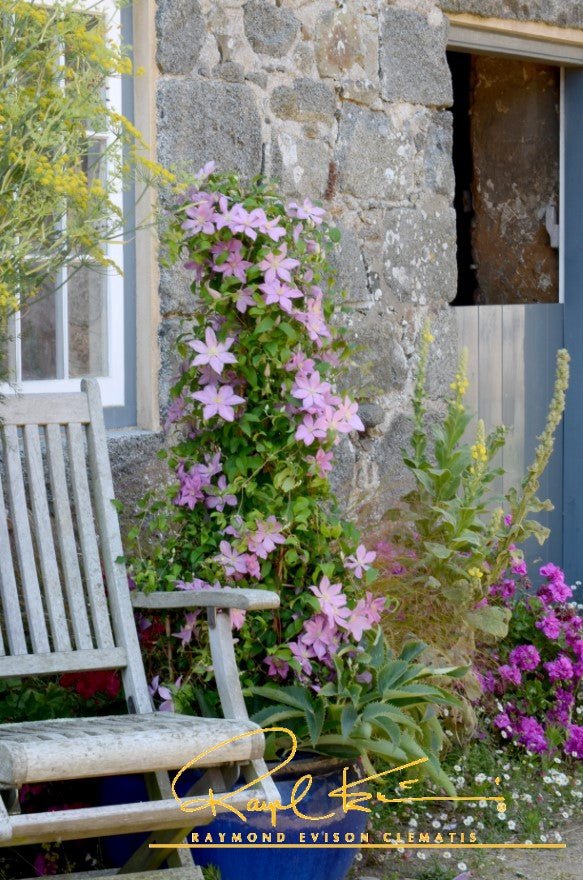 Sally™ Clematis - Image 9