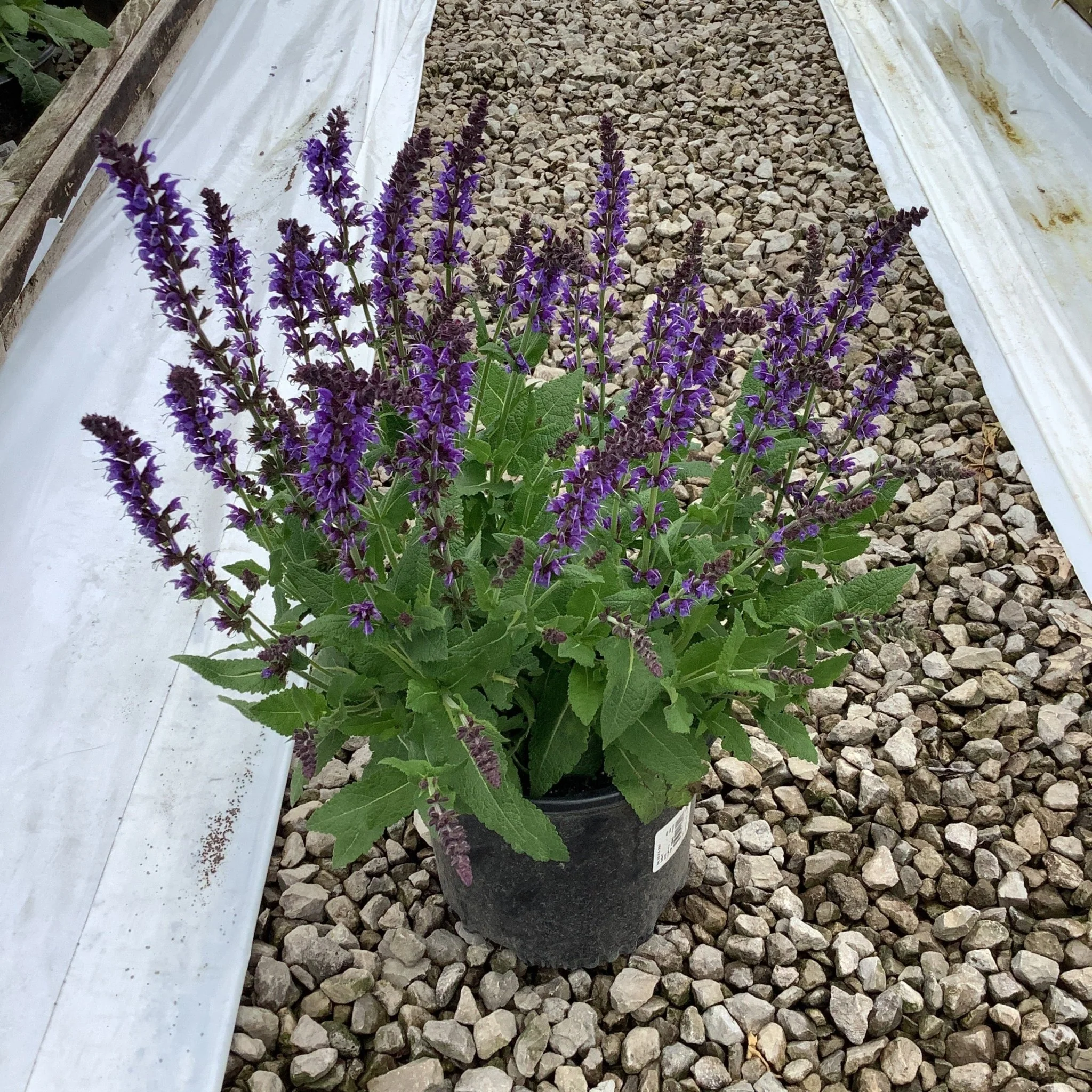 May Night Salvia - Image 4