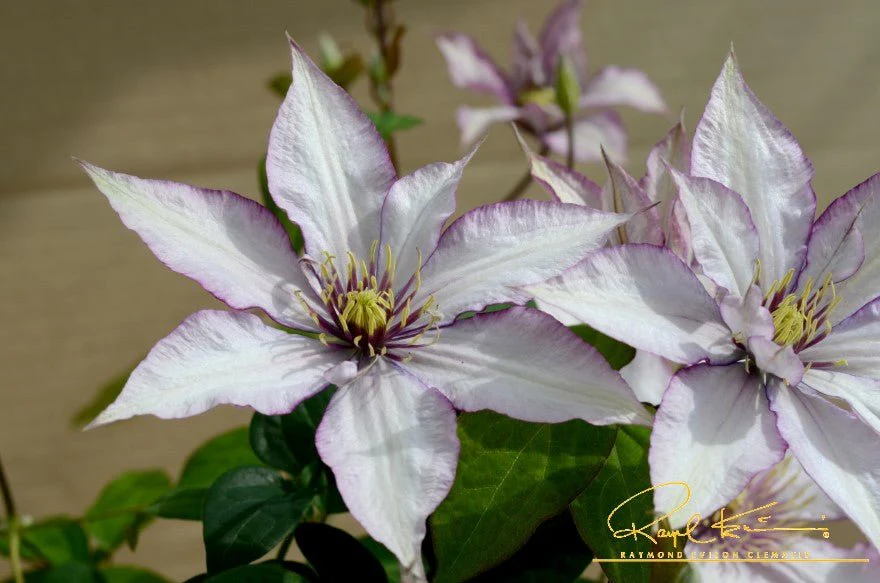 Samaritan Jo™ Clematis - Image 3