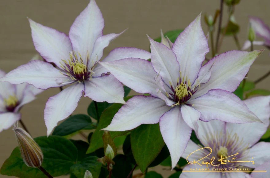 Samaritan Jo™ Clematis - Image 4