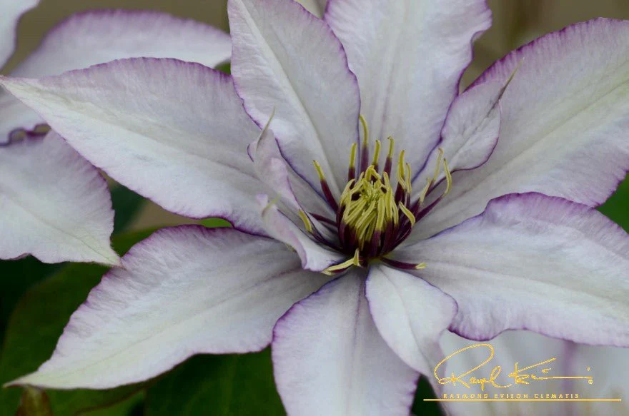 Samaritan Jo™ Clematis - Image 5