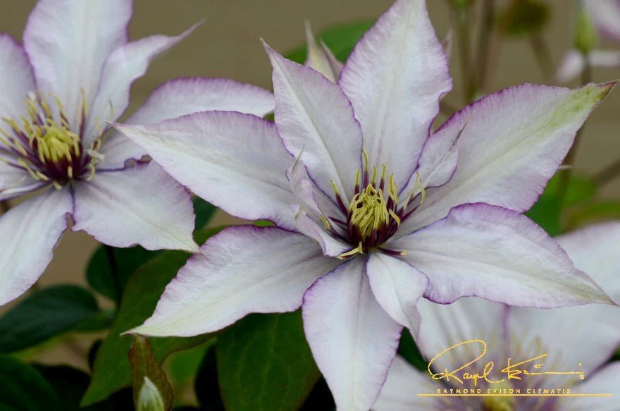 Samaritan Jo™ Clematis - Image 6
