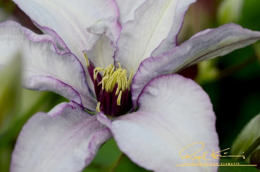 Samaritan Jo™ Clematis - Image 7