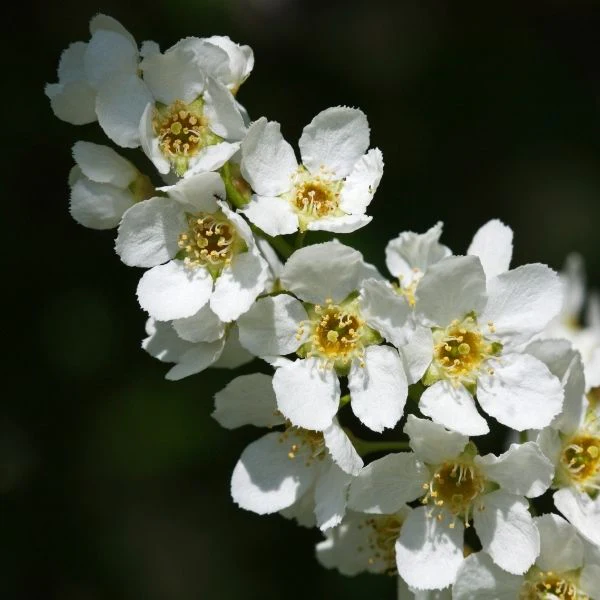Schubert Chokecherry Tree - Image 2