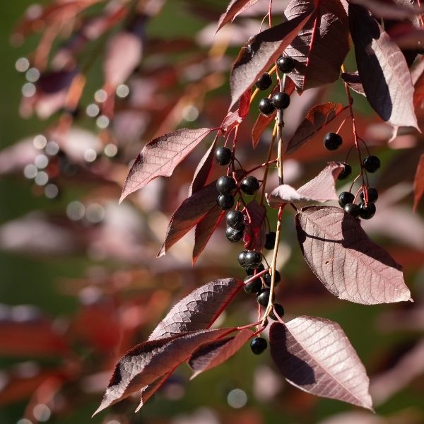 Schubert Chokecherry Tree - Image 3