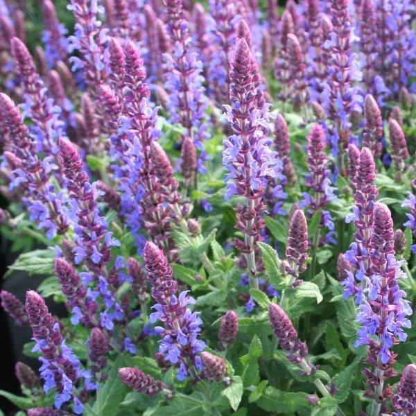 New and Unique Perennials